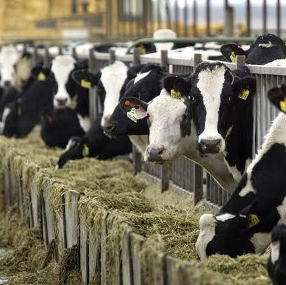 Skyways Dairy Farms